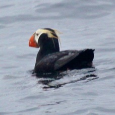 Tufted Puffin 8076