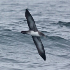 Pink-footed Shearwater 3711