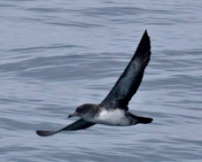 Pink-footed Shearwater 3775