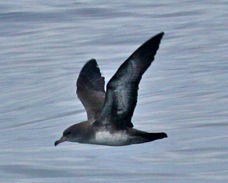 Pink-footed Shearwater 3996
