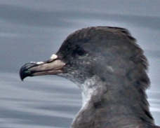 Pink-footed Shearwater 4147