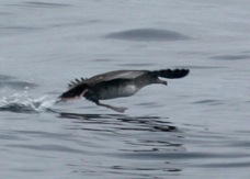 Pink-footed Shearwater 4042