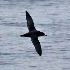 Pink-footed Shearwater 4259