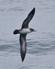Pink-footed Shearwater 3847