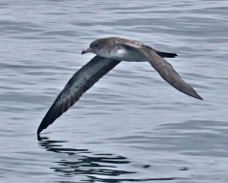 Pink-footed Shearwater 3774