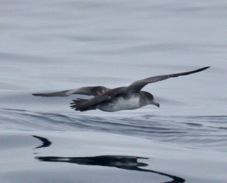 Pink-footed Shearwater 4011