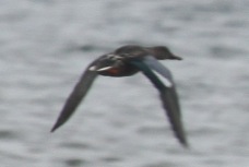 Blue-winged Teal 1253