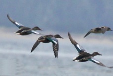 Blue-winged Teal 1257