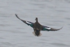 Blue-winged Teal 1263