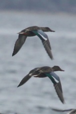 Blue-winged Teal 1255