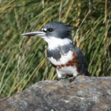Belted Kingfisher 5814