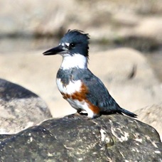 Belted Kingfisher 5837