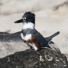 Belted Kingfisher 5832