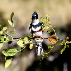 Belted Kingfisher 5865