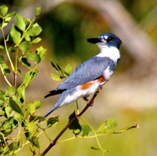 Belted Kingfisher 5858