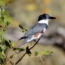 Belted Kingfisher 5860