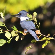 Belted Kingfisher 5862