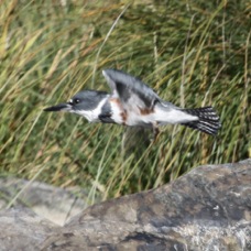Belted Kingfisher 5815