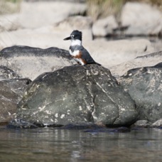 Belted Kingfisher 5835