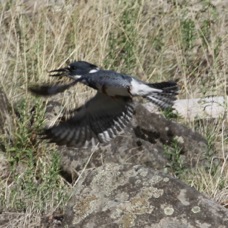 Belted Kingfisher 5796
