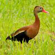 Black-bellied Whistling Duck 1377 194