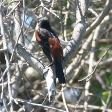 Orchard Oriole 1145