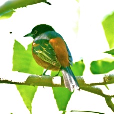 Orchard Oriole 8284