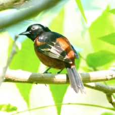 Orchard Oriole 8292