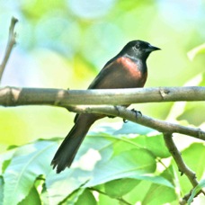 Orchard Oriole 8294