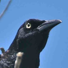 Great-tailed Grackle 1202