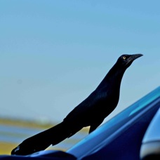 Great-tailed Grackle 9736