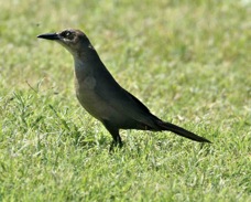 Great-tailed Grackle female 9234