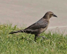 Great-tailed Grackle female 9269