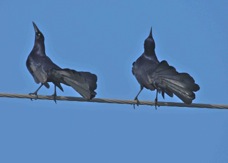 Great-tailed Grackle 0216