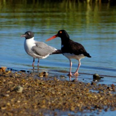 American Oystercatcher  Laughing Gull 9689