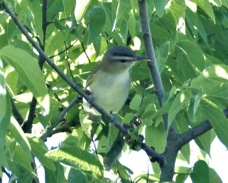Red-eyed Vireo 9300