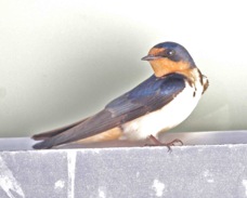 Barn Swallow 8203