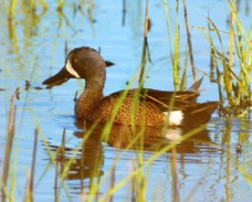 Blue-winged Teal 9869