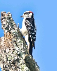 Downy Woodpecker 0442
