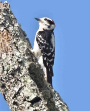 Downy Woodpecker 0438