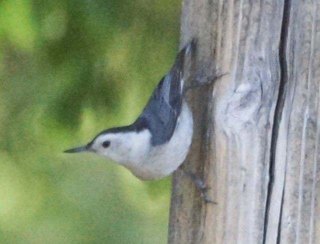 White-breasted Nuthatch-214.jpg