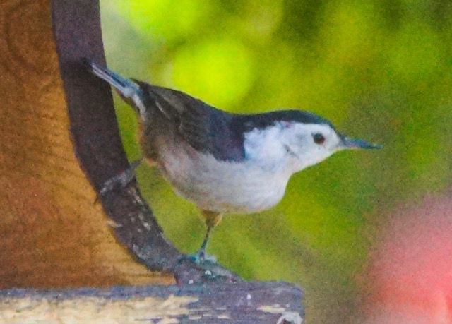 White-breasted Nuthatch-235.jpg