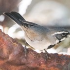 Black-throated Sparrow-38.jpg