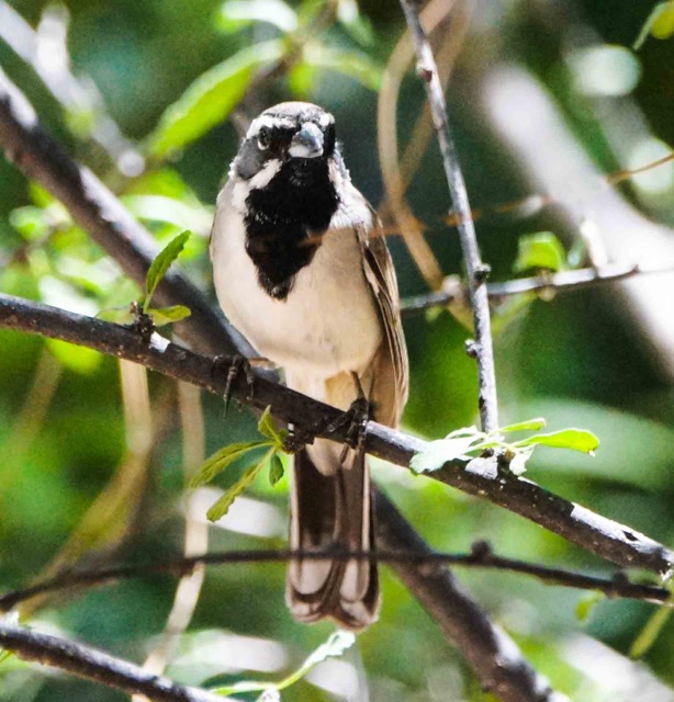 Black-throated Sparrow-32.jpg