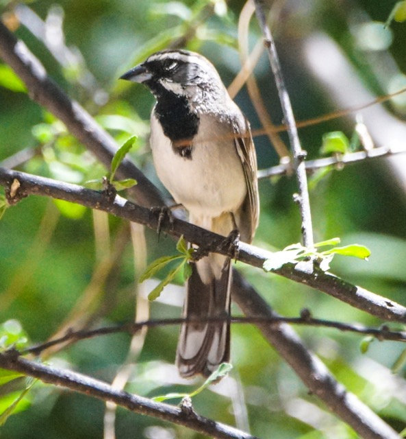 Black-throated Sparrow-39.jpg