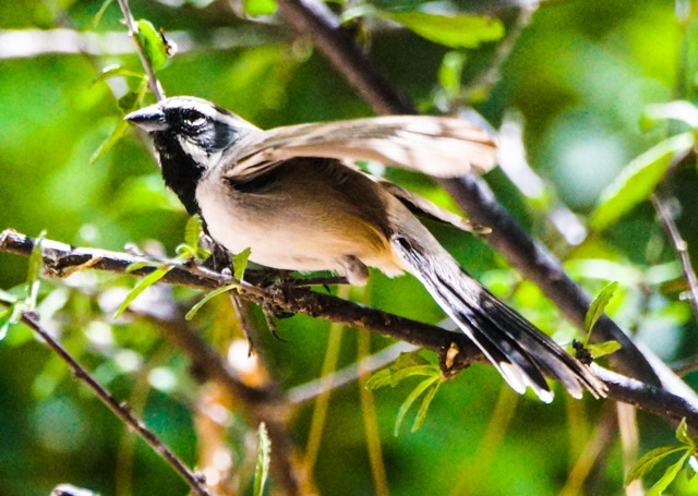 Black-throated Sparrow-44.jpg