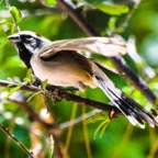 Black-throated Sparrow-44.jpg