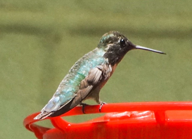 Black-chinned Hummingbird-102.jpg