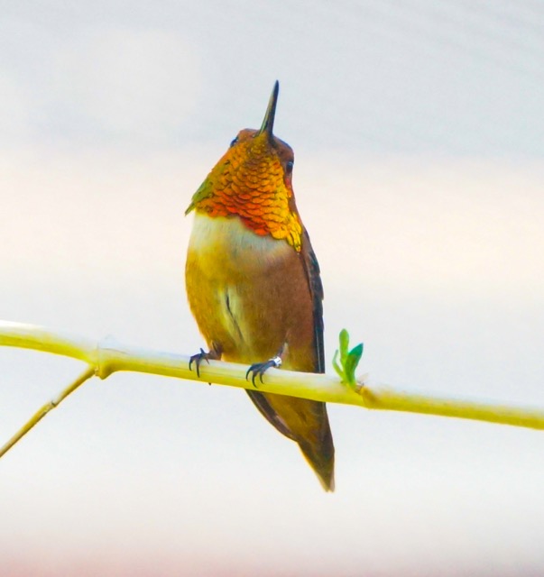 Rufous Humminngbird-81.jpg