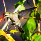 White-eared Hummingbird-38.jpg